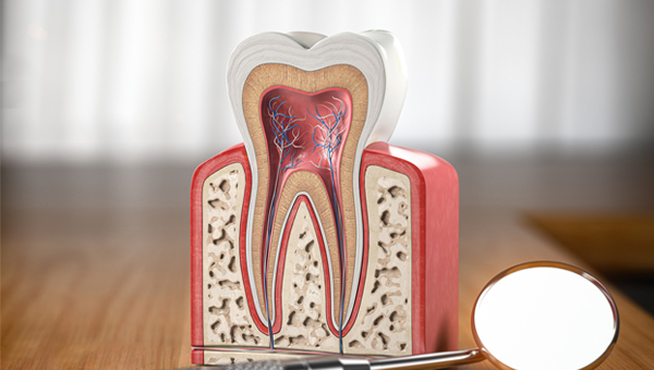 Anatomical dental model showing cross-section of tooth structure and pulp chamber on wooden surface.